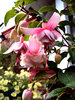 Fuschia