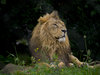 Lion, The King Of The Jungle