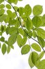Green Leaves 2