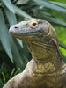 Monitor Lizard