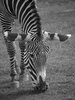 Zebra stripes