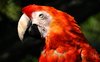 Parrot