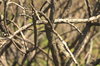 Burned gorse
