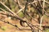 Burned gorse