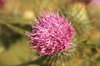 Thistle