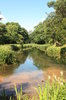 Reed edged pond