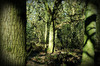 Forest in the Netherlands
