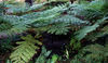 garden ferns2