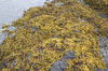 Seaweed