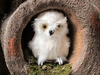 owl figurine