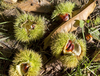 Sweet chestnuts