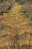 Bracken