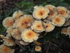 Fungi