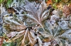 Frosted leaves