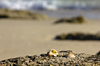 Beach Background