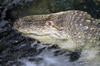 Alligator