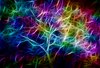 Fire Tree 1