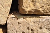 Lizard