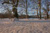 Winter in the oak forest
