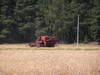 Wheat Field