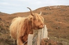 Highland Cow