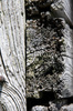 Weathered Wood
