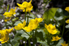 Buttercups