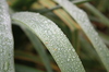 Dew on leaves