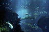 Shark Tank