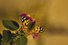 Butterfly and Lantana
