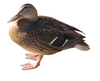 Female duck