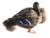 Female duck