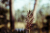 Grass to Seed