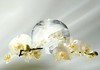 Orchids  with candle