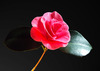 Camelia Japonica