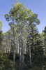 Aspen trees