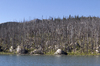 Remains of a forest fire