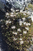 Mountain Avens seedheads