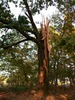 Tree hit by lightening