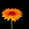 Single orange Aster