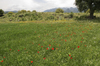 Spanish flower meadow