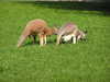 Kangaroos