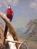 Ara parrot