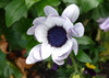 White Osteospermum