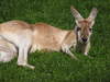 Kangaroo resting