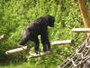 Chimpanzee