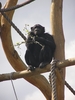 Chimpanzee