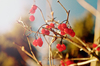 rowan in winter