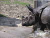 Rhino