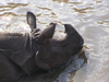 Rhino
